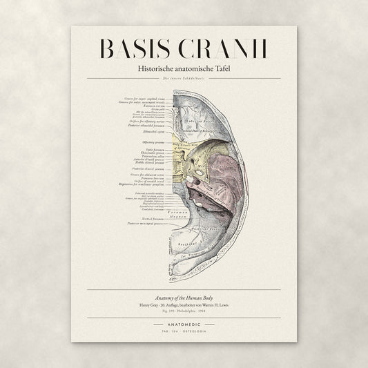 Basis Cranii – Die innere Schädelbasis – Anatomie-Poster von ANATOMEDIC, historische anatomische Tafel: Die innere Schädelbasis