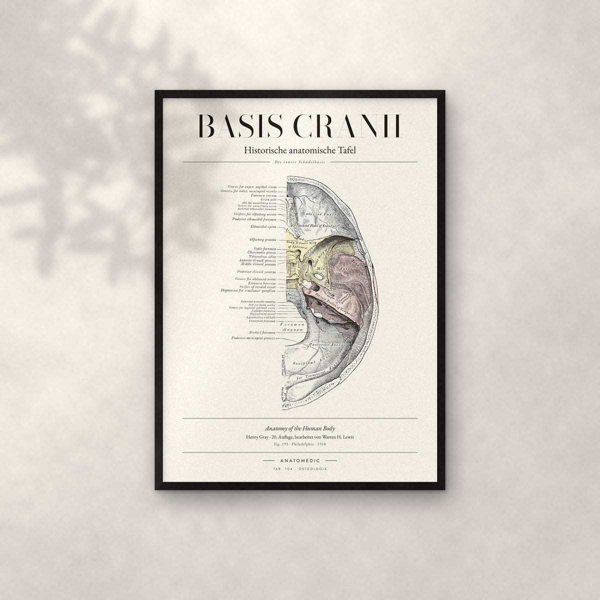 Basis Cranii – Die innere Schädelbasis Anatomie-Poster im schwarzen Rahmen an heller Wand