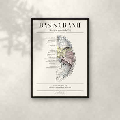 Basis Cranii – Die innere Schädelbasis Anatomie-Poster im schwarzen Rahmen an heller Wand