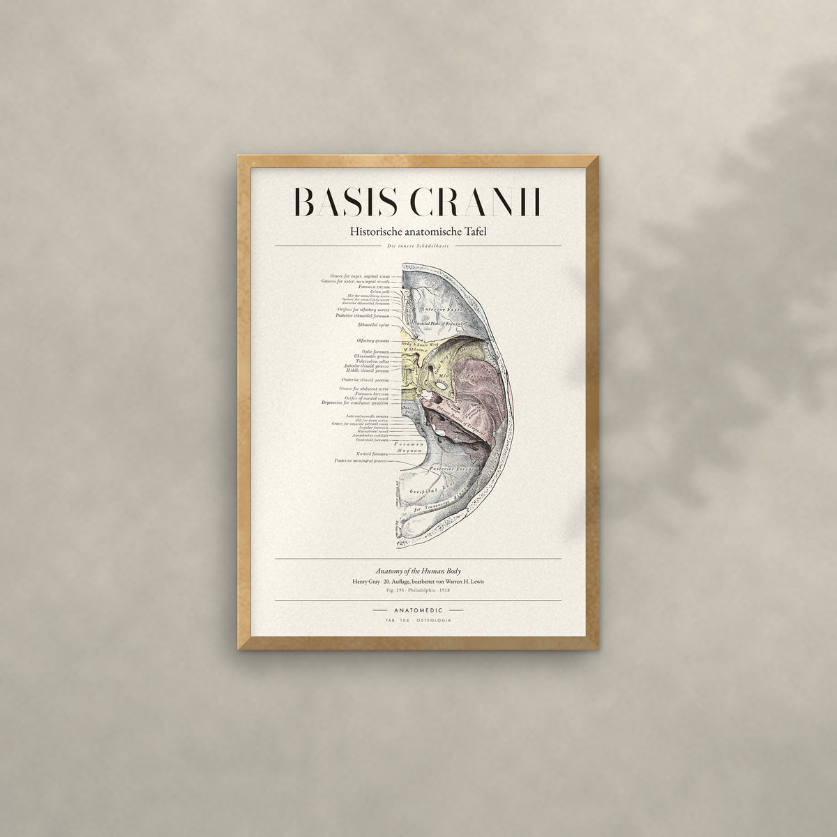 Basis Cranii Anatomie-Poster im Eichenrahmen an heller Wand