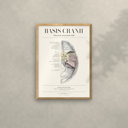 Basis Cranii Anatomie-Poster im Eichenrahmen an heller Wand