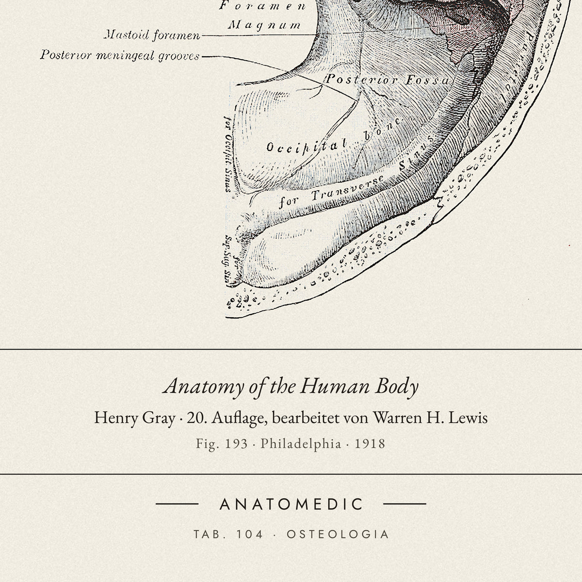 Nahaufnahme der Bildunterschrift: Anatomy of the Human Body · Henry Gray · 20. Auflage, bearbeitet von Warren H. Lewis, TAB. 104 · OSTEOLOGIA