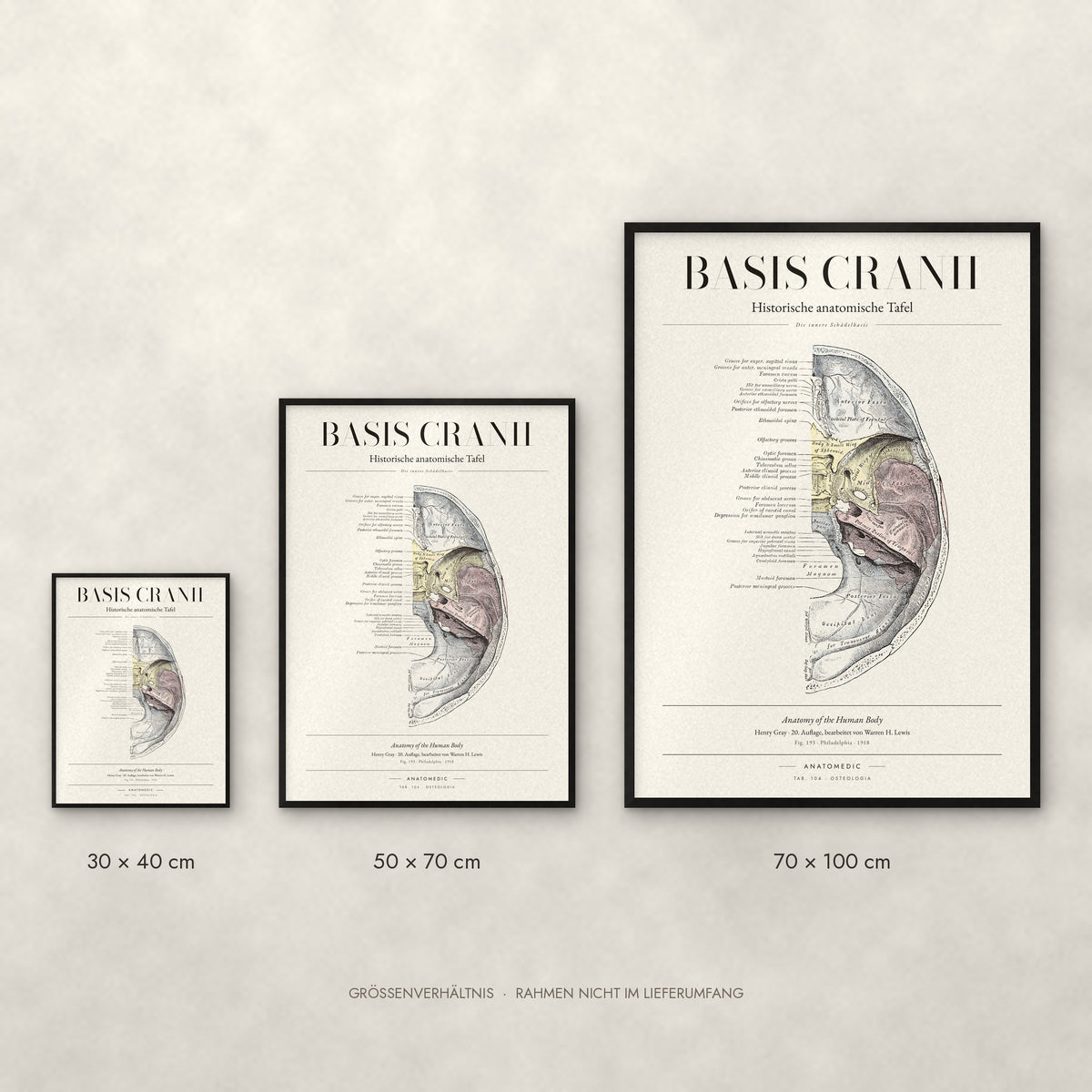 Basis Cranii – Die innere Schädelbasis Poster im Größenvergleich: 30 × 40, 50 × 70 und 70 × 100 cm