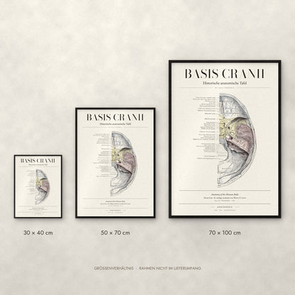 Basis Cranii – Die innere Schädelbasis Poster im Größenvergleich: 30 × 40, 50 × 70 und 70 × 100 cm