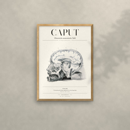 Caput Anatomie-Poster im Eichenrahmen an heller Wand