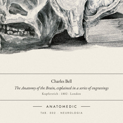Nahaufnahme der Bildunterschrift: Charles Bell · The Anatomy of the Brain, explained in a series of engravings, TAB. 502 · NEUROLOGIA