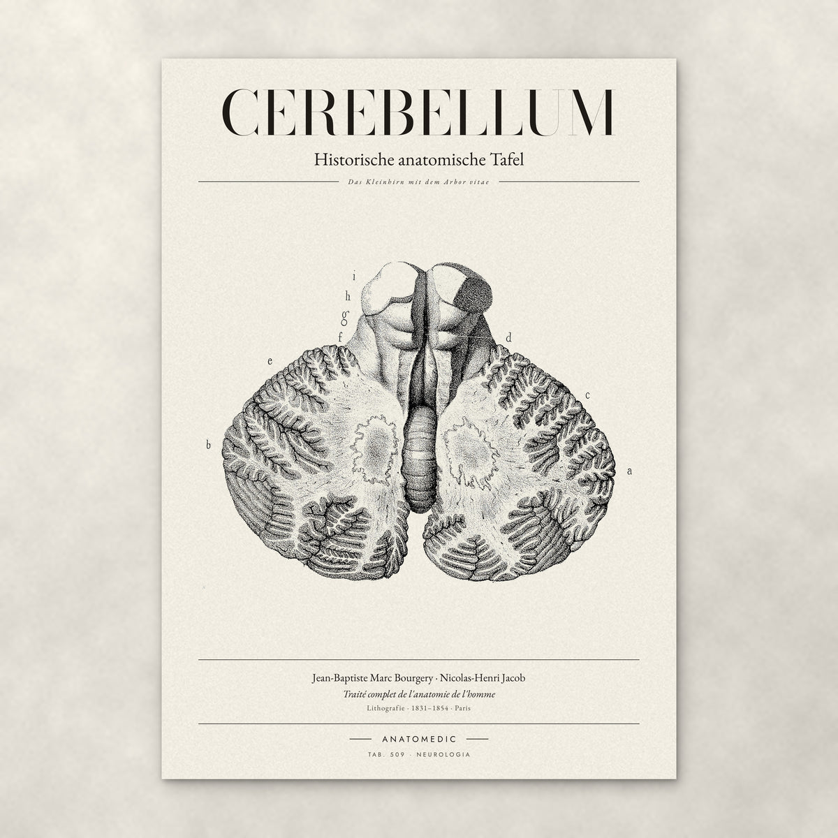 Cerebellum – Anatomie-Poster von ANATOMEDIC, historische anatomische Tafel: Das Kleinhirn mit dem Arbor vitae