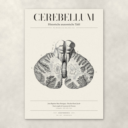 Cerebellum – Anatomie-Poster von ANATOMEDIC, historische anatomische Tafel: Das Kleinhirn mit dem Arbor vitae