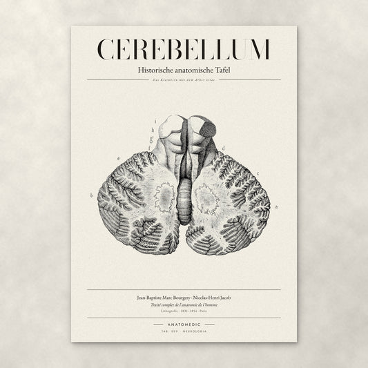 Cerebellum – Anatomie-Poster von ANATOMEDIC, historische anatomische Tafel: Das Kleinhirn mit dem Arbor vitae