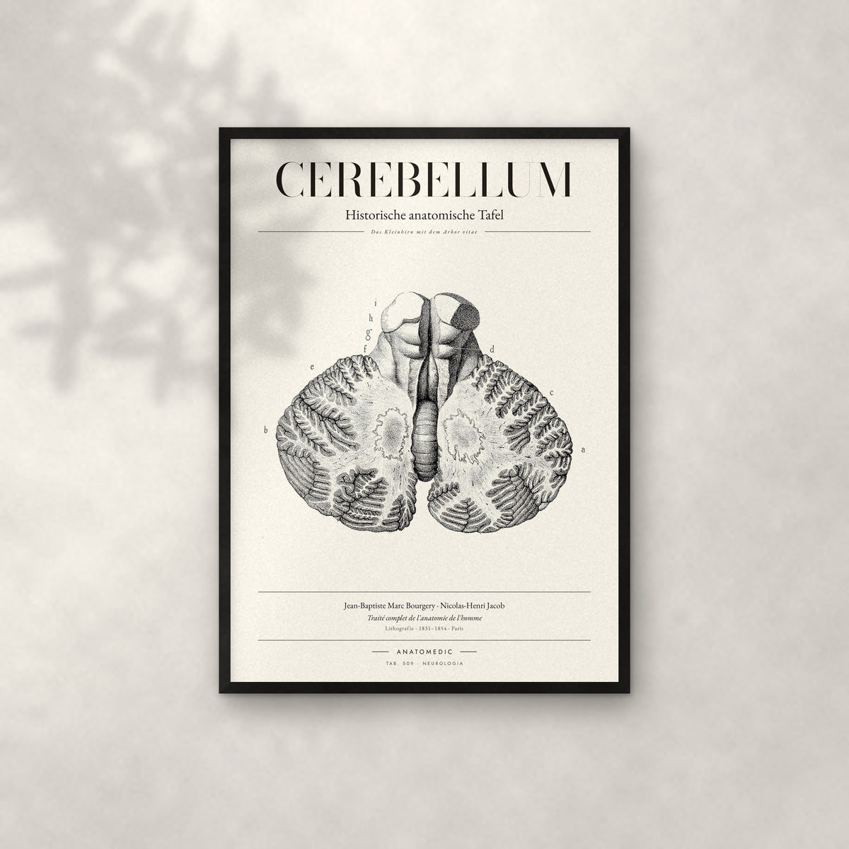 Cerebellum Anatomie-Poster im schwarzen Rahmen an heller Wand