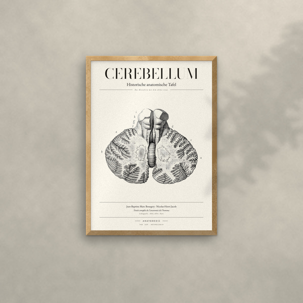 Cerebellum Anatomie-Poster im Eichenrahmen an heller Wand