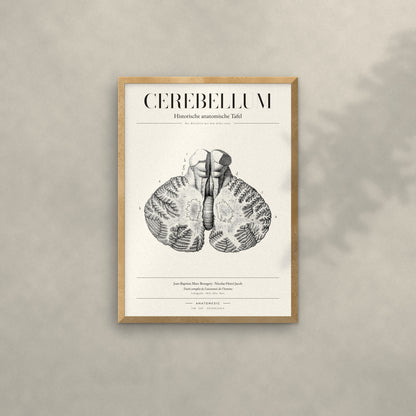Cerebellum Anatomie-Poster im Eichenrahmen an heller Wand