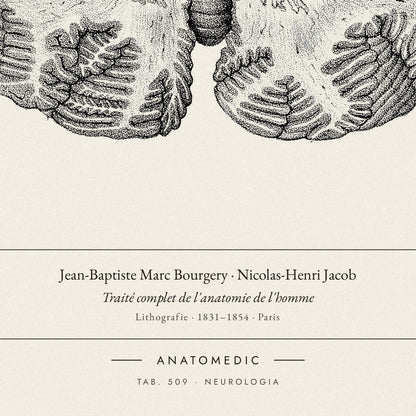Nahaufnahme der Bildunterschrift: Jean-Baptiste Marc Bourgery · Nicolas-Henri Jacob · Traité complet de l'anatomie de l'homme, TAB. 509 · NEUROLOGIA