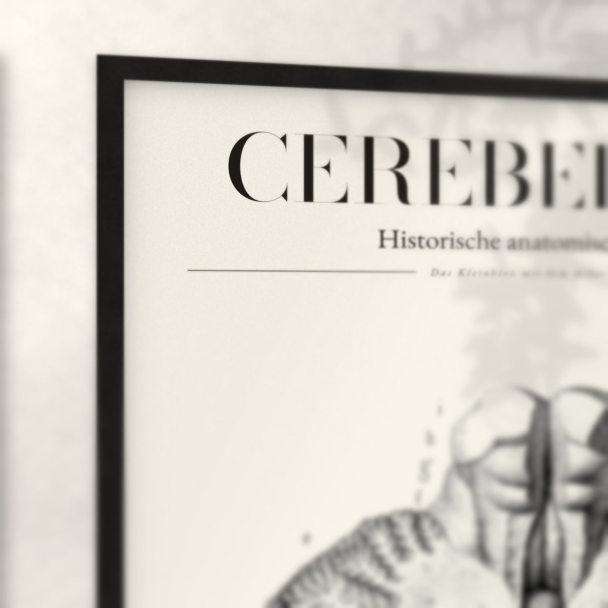 Nahaufnahme von Rahmenecke und Titel „Cerebellum“