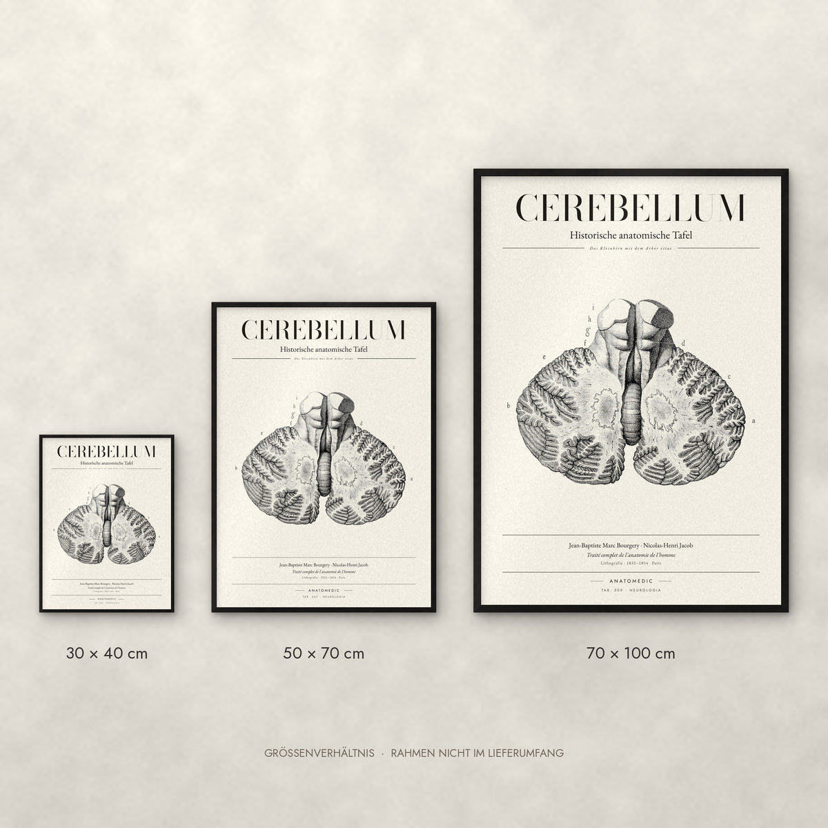 Cerebellum Poster im Größenvergleich: 30 × 40, 50 × 70 und 70 × 100 cm