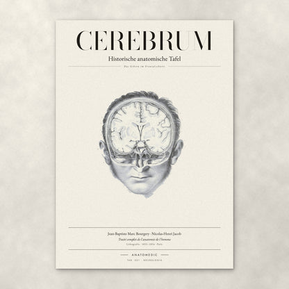 Cerebrum – Anatomie-Poster von ANATOMEDIC, historische anatomische Tafel: Das Gehirn im Frontalschnitt
