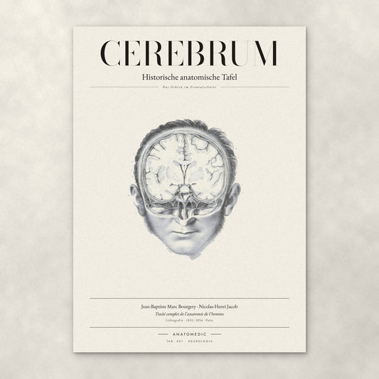 Cerebrum – Anatomie-Poster von ANATOMEDIC, historische anatomische Tafel: Das Gehirn im Frontalschnitt