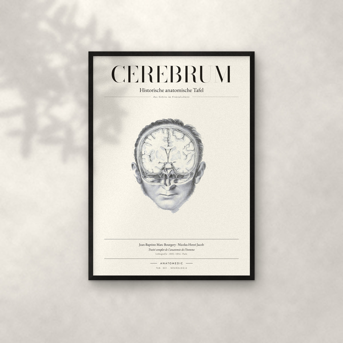 Cerebrum Anatomie-Poster im schwarzen Rahmen an heller Wand