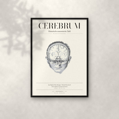 Cerebrum Anatomie-Poster im schwarzen Rahmen an heller Wand