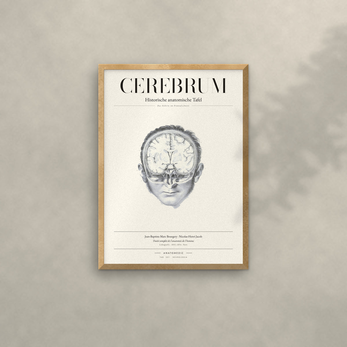 Cerebrum Anatomie-Poster im Eichenrahmen an heller Wand