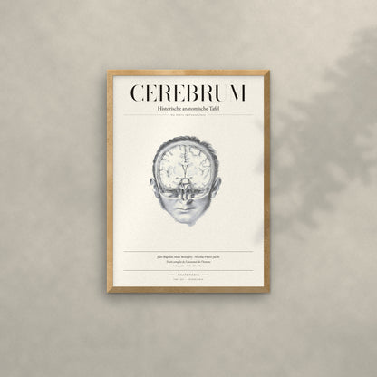 Cerebrum Anatomie-Poster im Eichenrahmen an heller Wand