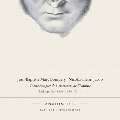 Nahaufnahme der Bildunterschrift: Jean-Baptiste Marc Bourgery · Nicolas-Henri Jacob · Traité complet de l'anatomie de l'homme, TAB. 501 · NEUROLOGIA