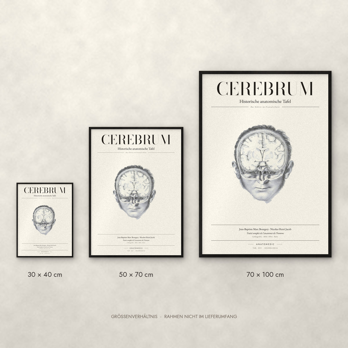 Cerebrum Poster im Größenvergleich: 30 × 40, 50 × 70 und 70 × 100 cm