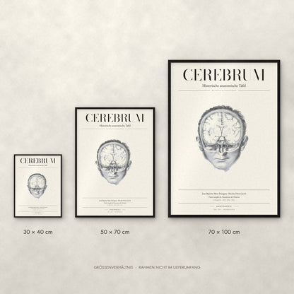 Cerebrum Poster im Größenvergleich: 30 × 40, 50 × 70 und 70 × 100 cm