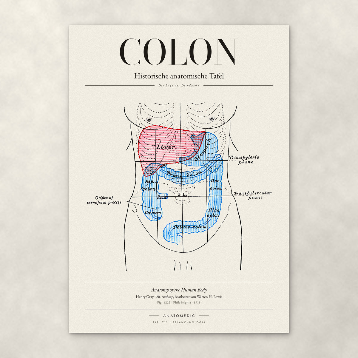 Colon – Anatomie-Poster von ANATOMEDIC, historische anatomische Tafel: Die Lage des Dickdarms