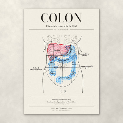 Colon – Anatomie-Poster von ANATOMEDIC, historische anatomische Tafel: Die Lage des Dickdarms