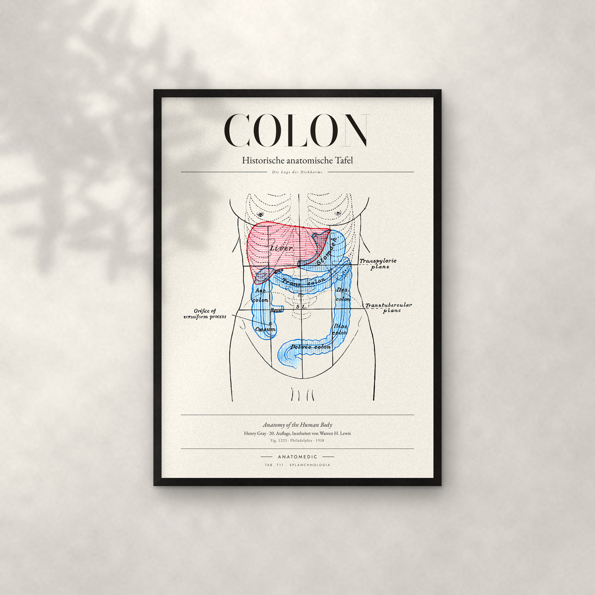 Colon Anatomie-Poster im schwarzen Rahmen an heller Wand