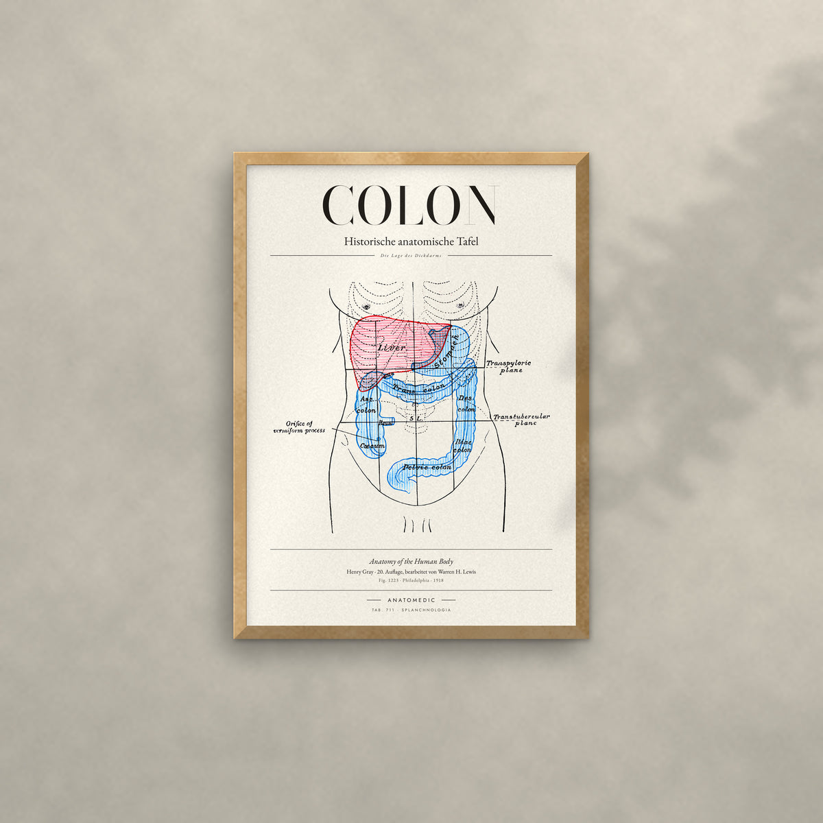 Colon Anatomie-Poster im Eichenrahmen an heller Wand