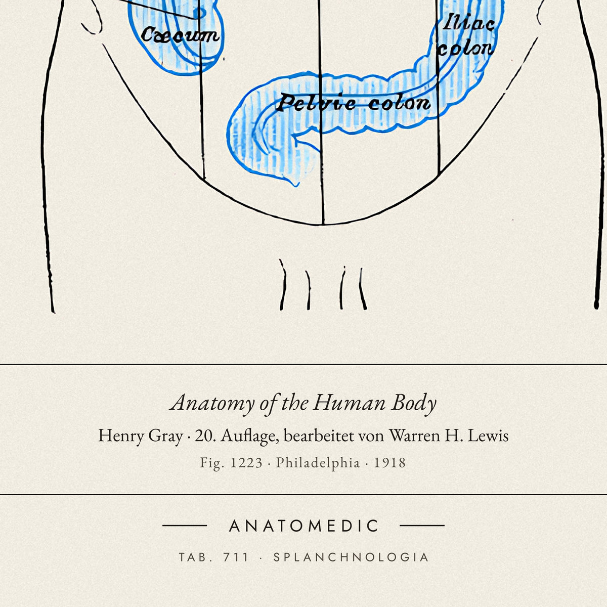 Nahaufnahme der Bildunterschrift: Anatomy of the Human Body · Henry Gray · 20. Auflage, bearbeitet von Warren H. Lewis, TAB. 711 · SPLANCHNOLOGIA