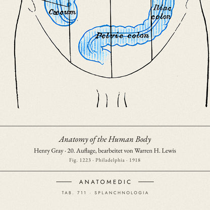 Nahaufnahme der Bildunterschrift: Anatomy of the Human Body · Henry Gray · 20. Auflage, bearbeitet von Warren H. Lewis, TAB. 711 · SPLANCHNOLOGIA