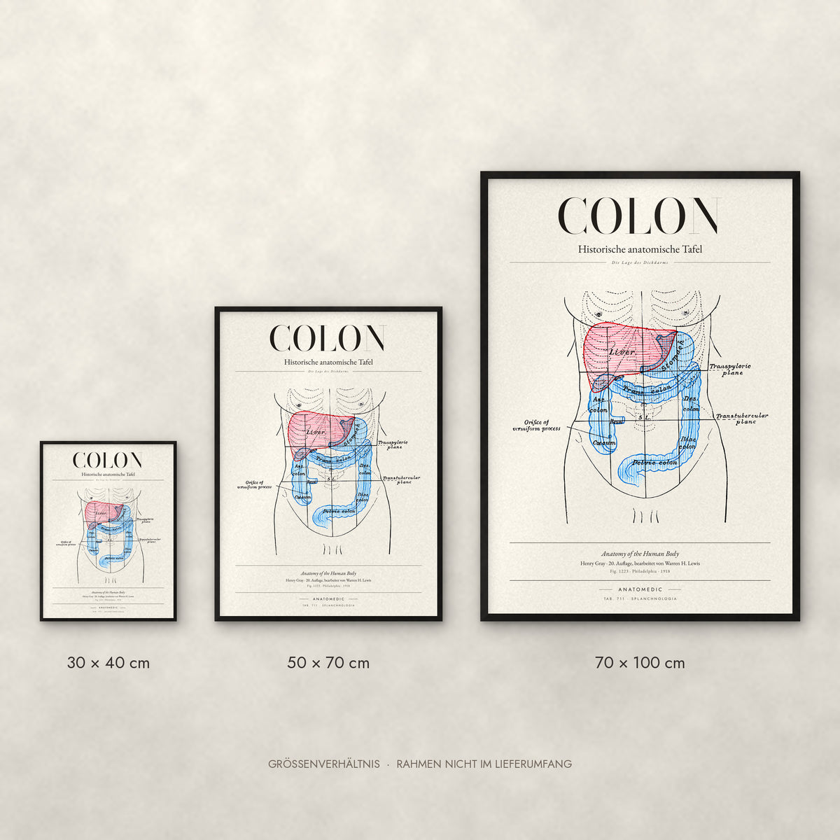 Colon Poster im Größenvergleich: 30 × 40, 50 × 70 und 70 × 100 cm
