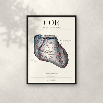 Cor Anatomie-Poster im schwarzen Rahmen an heller Wand