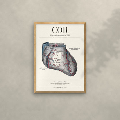 Cor Anatomie-Poster im Eichenrahmen an heller Wand