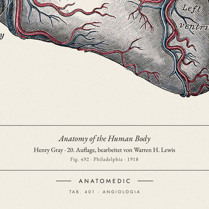 Nahaufnahme der Bildunterschrift: Anatomy of the Human Body · Henry Gray · 20. Auflage, bearbeitet von Warren H. Lewis, TAB. 401 · ANGIOLOGIA