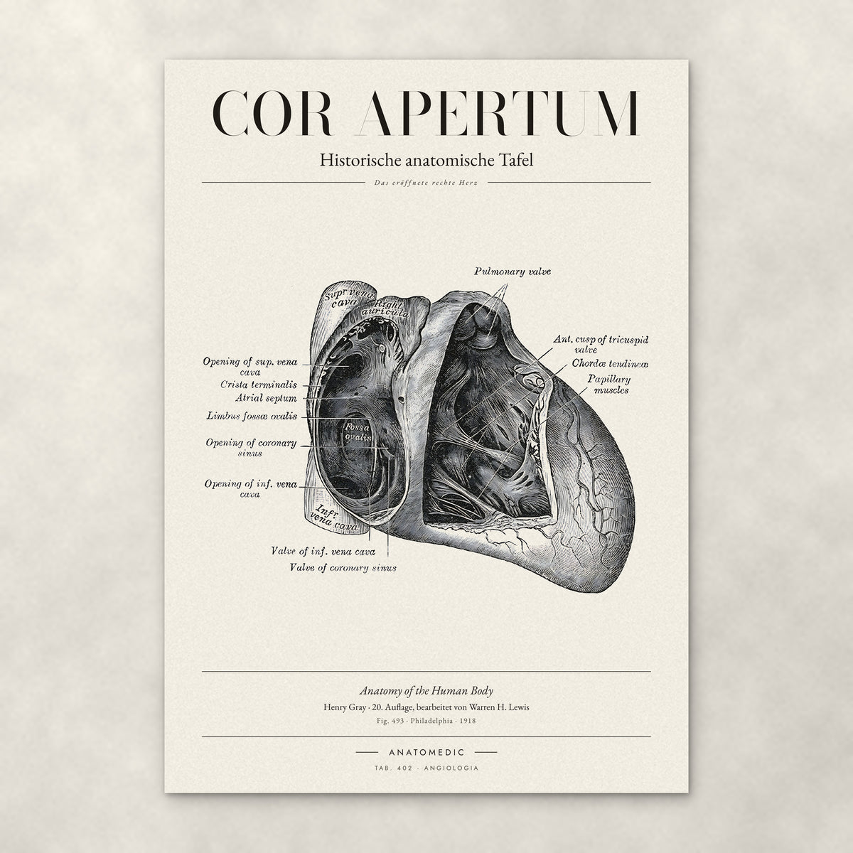 Cor Apertum – Anatomie-Poster von ANATOMEDIC, historische anatomische Tafel: Das eröffnete rechte Herz