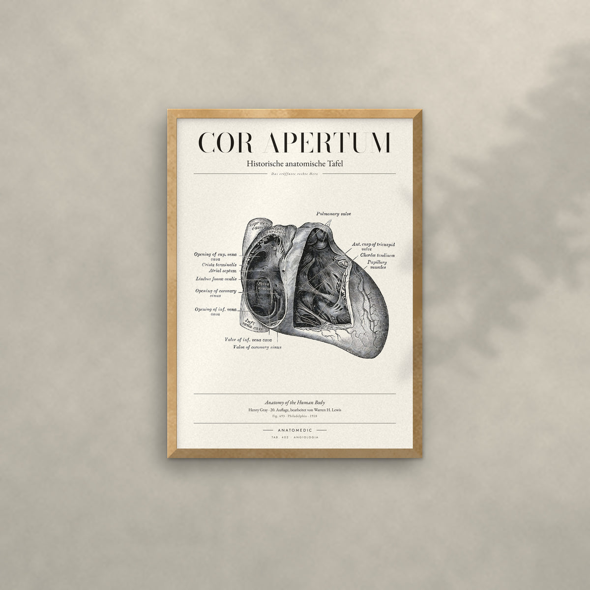 Cor Apertum Anatomie-Poster im Eichenrahmen an heller Wand