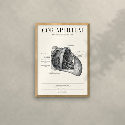 Cor Apertum Anatomie-Poster im Eichenrahmen an heller Wand