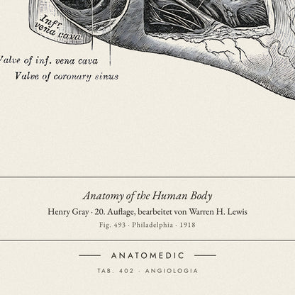 Nahaufnahme der Bildunterschrift: Anatomy of the Human Body · Henry Gray · 20. Auflage, bearbeitet von Warren H. Lewis, TAB. 402 · ANGIOLOGIA