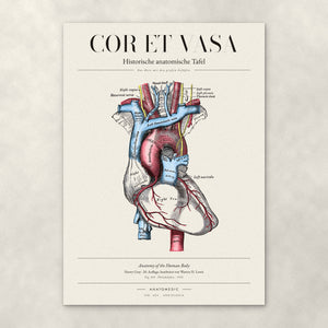 Cor et Vasa – Anatomie-Poster von ANATOMEDIC, historische anatomische Tafel: Das Herz mit den großen Gefäßen
