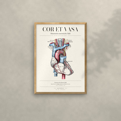 Cor et Vasa Anatomie-Poster im Eichenrahmen an heller Wand