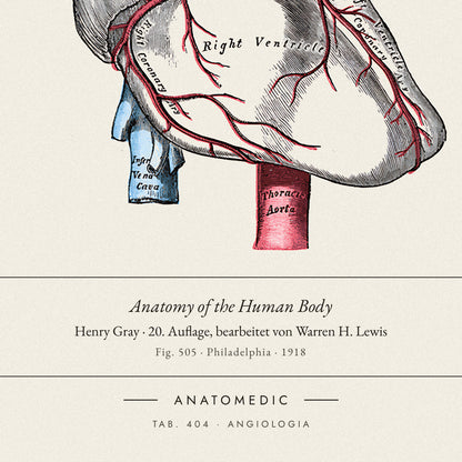 Nahaufnahme der Bildunterschrift: Anatomy of the Human Body · Henry Gray · 20. Auflage, bearbeitet von Warren H. Lewis, TAB. 404 · ANGIOLOGIA