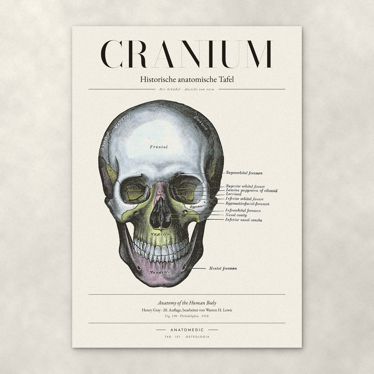 Cranium – Der Schädel · Ansicht von vorn – Anatomie-Poster von ANATOMEDIC, historische anatomische Tafel: Der Schädel · Ansicht von vorn