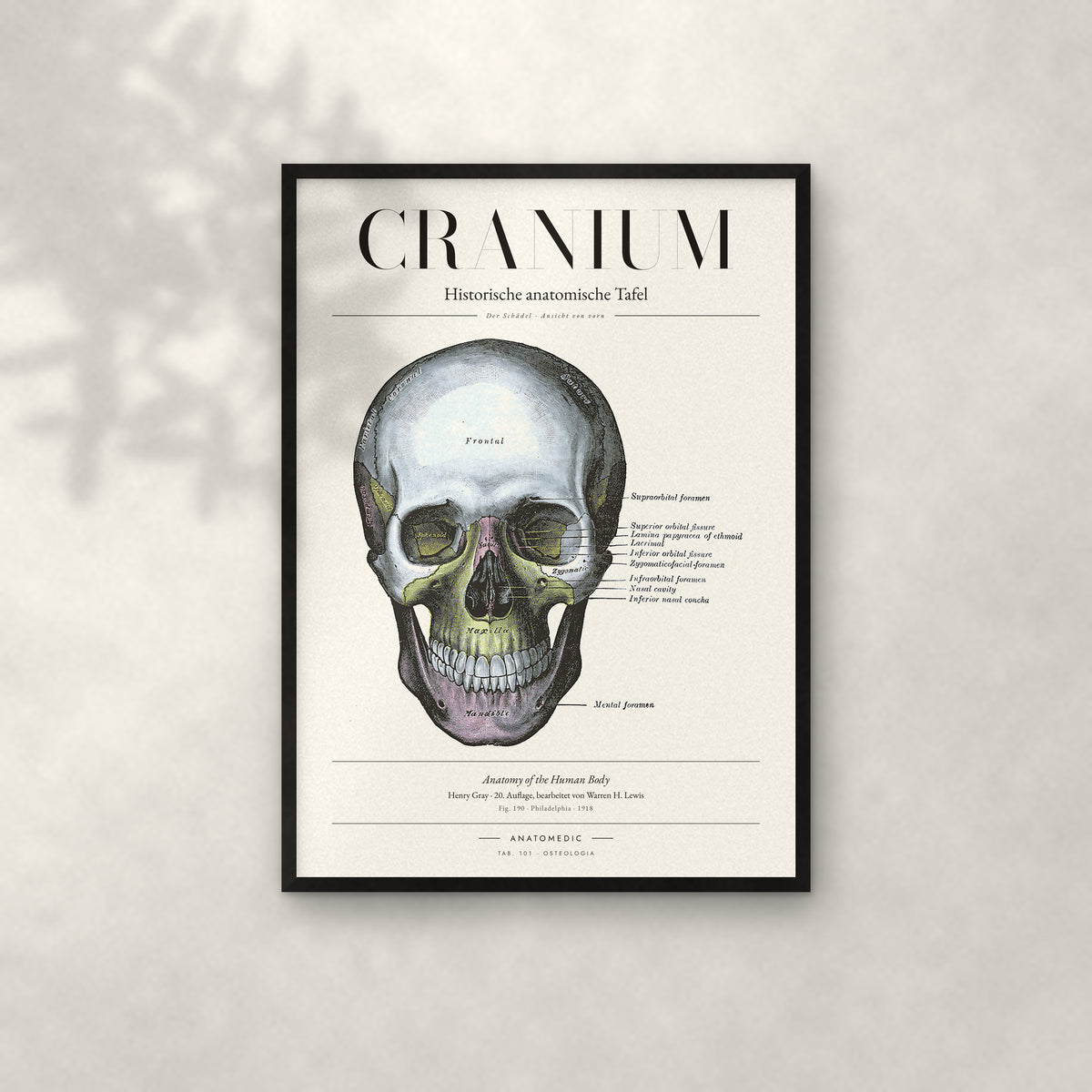 Cranium – Der Schädel · Ansicht von vorn Anatomie-Poster im schwarzen Rahmen an heller Wand