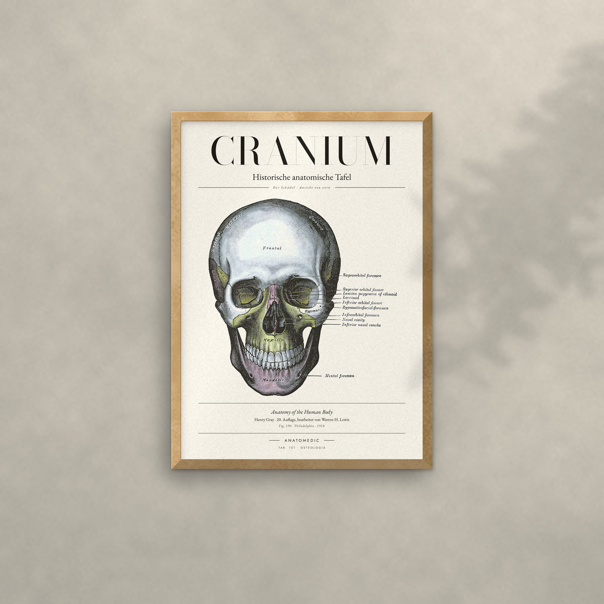 Cranium Anatomie-Poster im Eichenrahmen an heller Wand