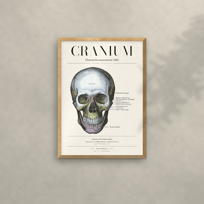 Cranium Anatomie-Poster im Eichenrahmen an heller Wand