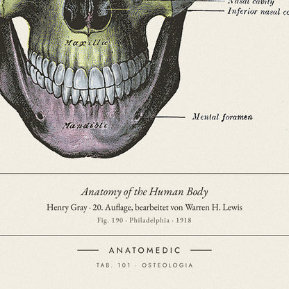 Nahaufnahme der Bildunterschrift: Anatomy of the Human Body · Henry Gray · 20. Auflage, bearbeitet von Warren H. Lewis, TAB. 101 · OSTEOLOGIA